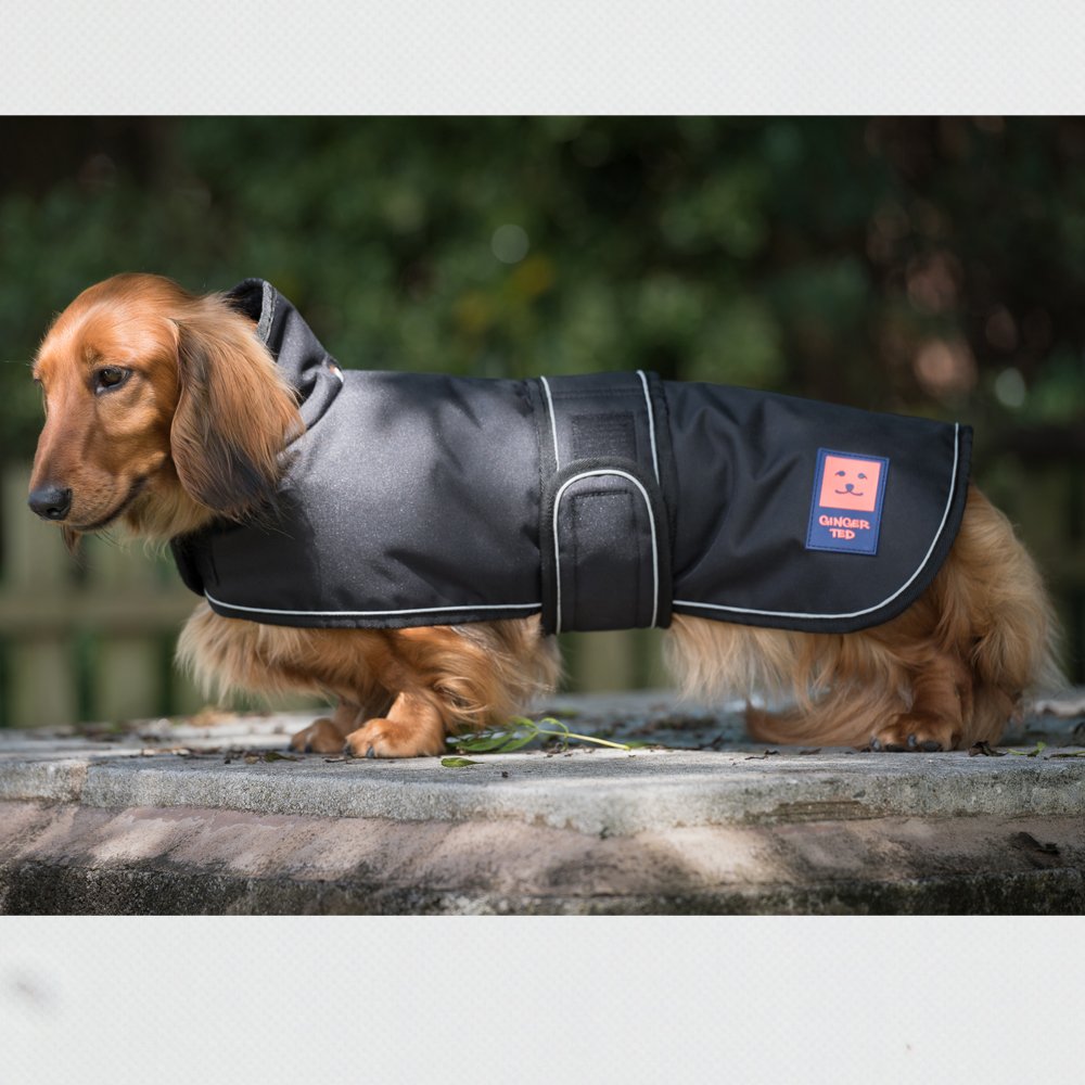 ginger ted dachshund coat