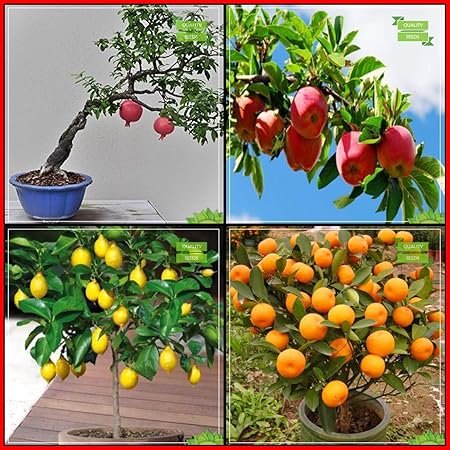 Creative Farmer Planting Seeds Combo Fruit Bonsai Suitable : Pomagranate, Apple, Lemon Seeds, Orange Fruit Bonsai SuitableKitchen Garden Pack