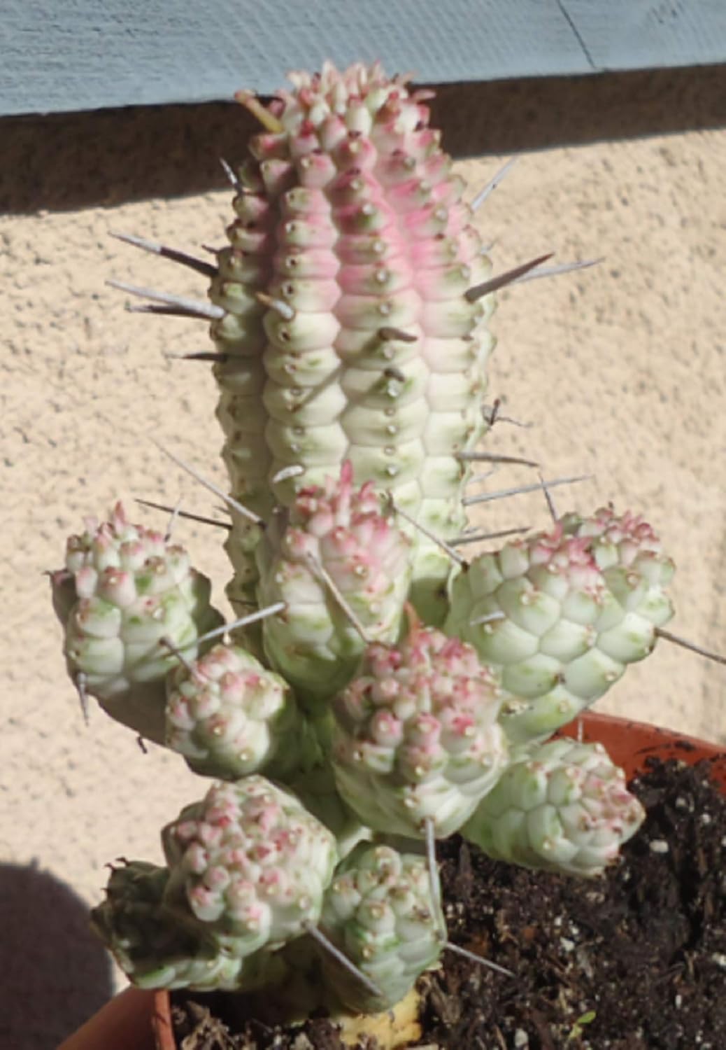 Cactus & Succulent Plants Indian Corn Cob Cluster Euphorbia Mammillaris
