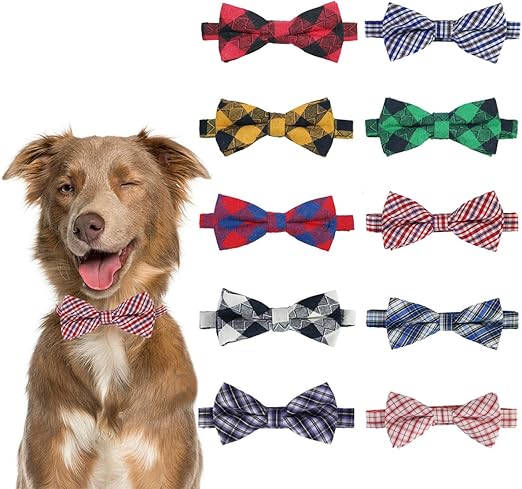 jack russell mixed with boston terrier