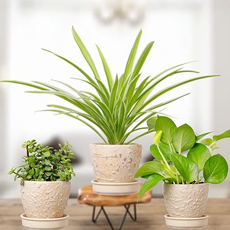 Plantmojo, Indoor Plants Combo of Golden Money, Jade & Spider Plant, in Textured Ceramic Pot with Saucer