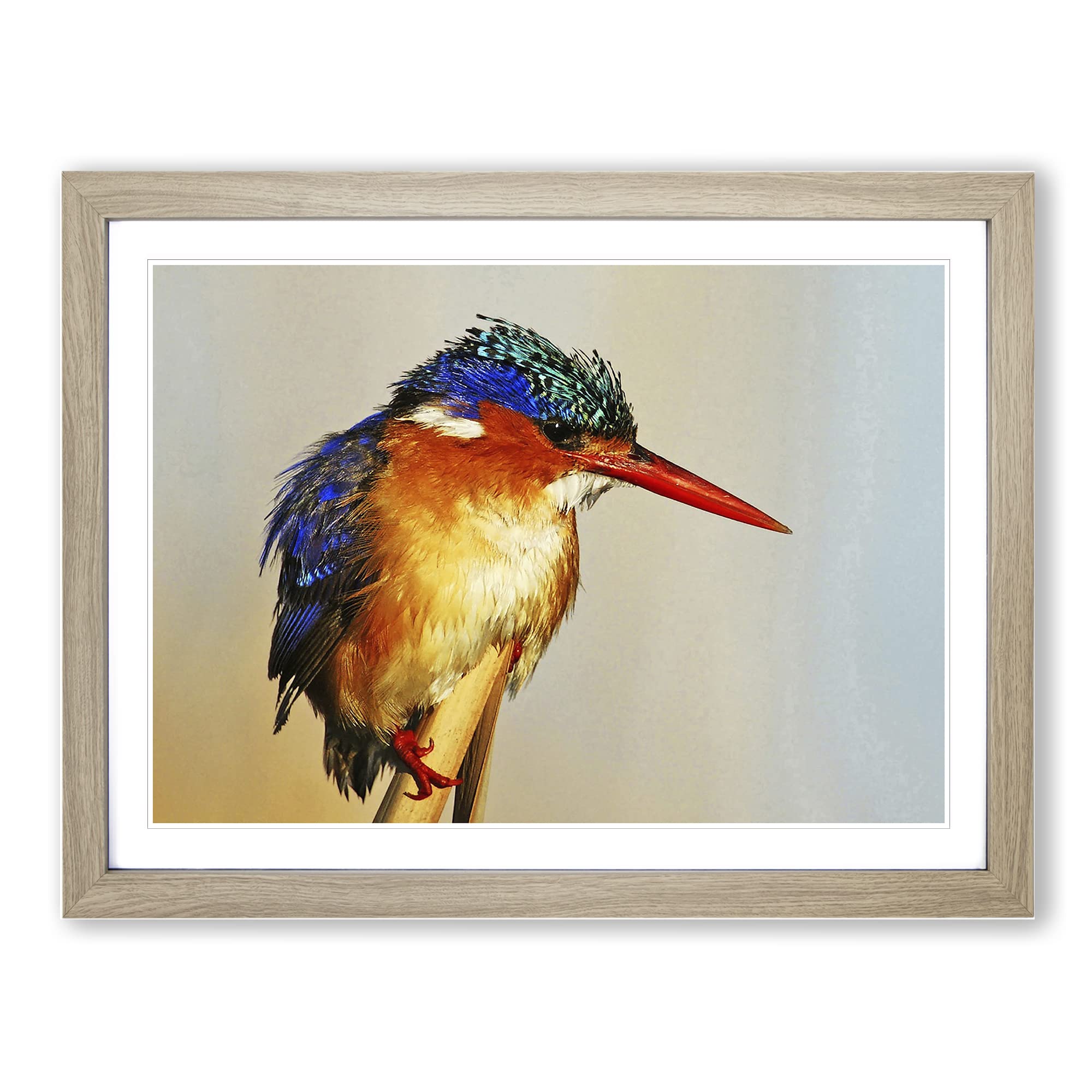 Kingfisher Bird Modern Framed Print | A4 Oak Framed Wall Art | Ready to Hang | Modern Nature Picture | Living Room Bedroom Lounge Office