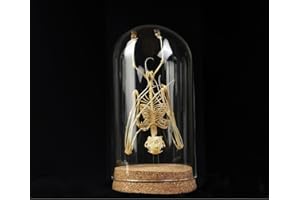 vinatimes Real Bat Skeleton Insect Dried Preserved Specimen Collection Handcraft Oddity Dead Bug Taxidermy Decor Living Home Decoration Artwork Tabletop Display DOME8.16-100