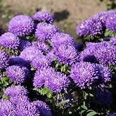 50+ Purple Aster Flowers Seeds Gremlin Lavender Tall Double Heirloom Flower