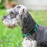 Joytale Reflective Dog Collar Nylon Neoprene Padded Medium Teal view 2