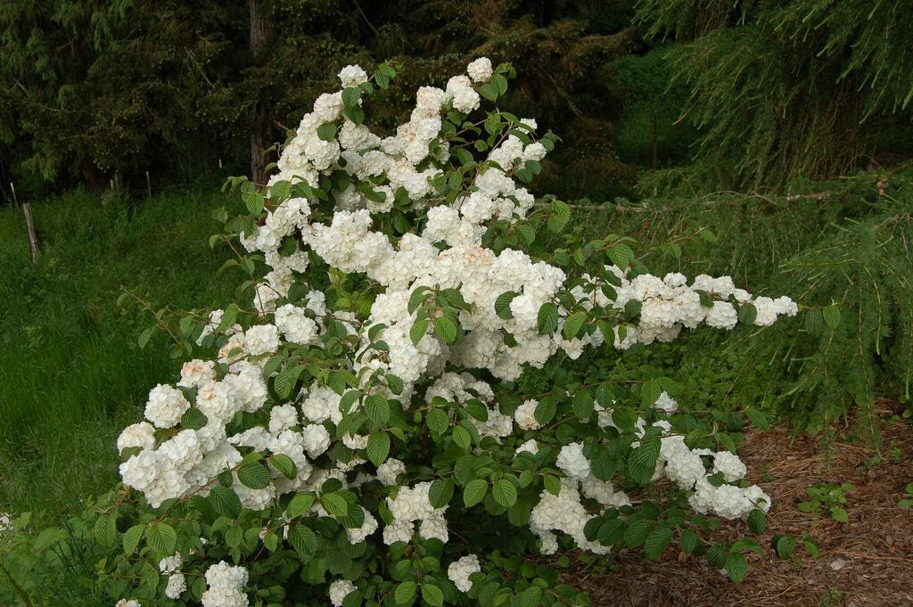 Japanese Snowball Bush - Viburnum Popcorn - Established - 3 Plants in 2.5" Pots by Gardensolution
