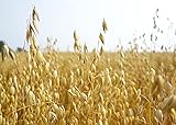 Oats Seeds for Planting - Non-GMO