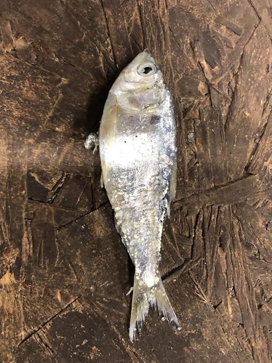 frozen shad for sale near me