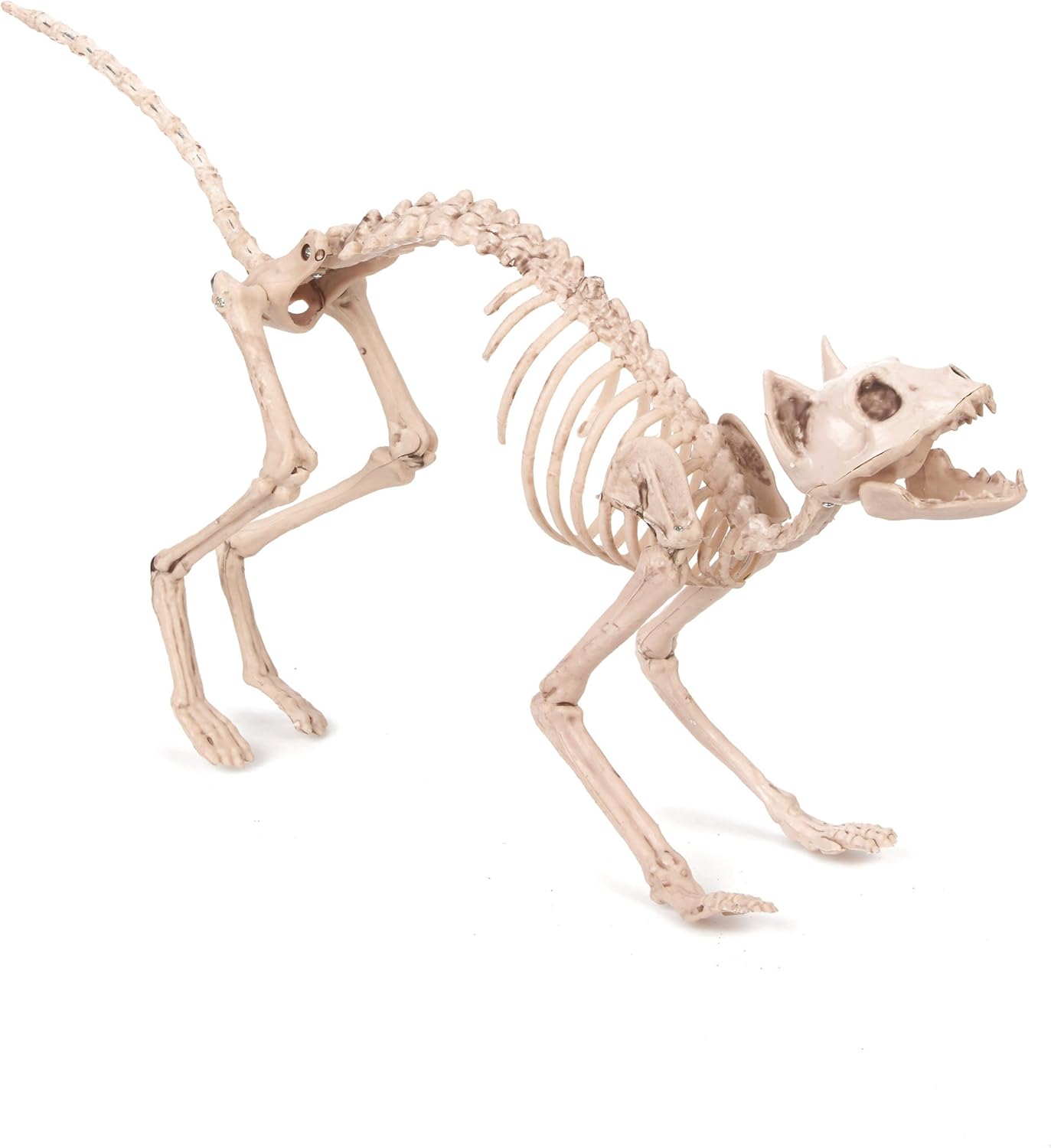 Smiffys 46913 Halloween Smiffys Katzenskelett Naturlich 60cmx12cmx25cm 24inx5inx10in Amazon De Spielzeug