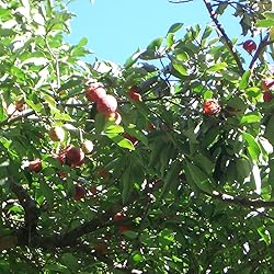 Aromatics International Xanthoxylum Essential Oil