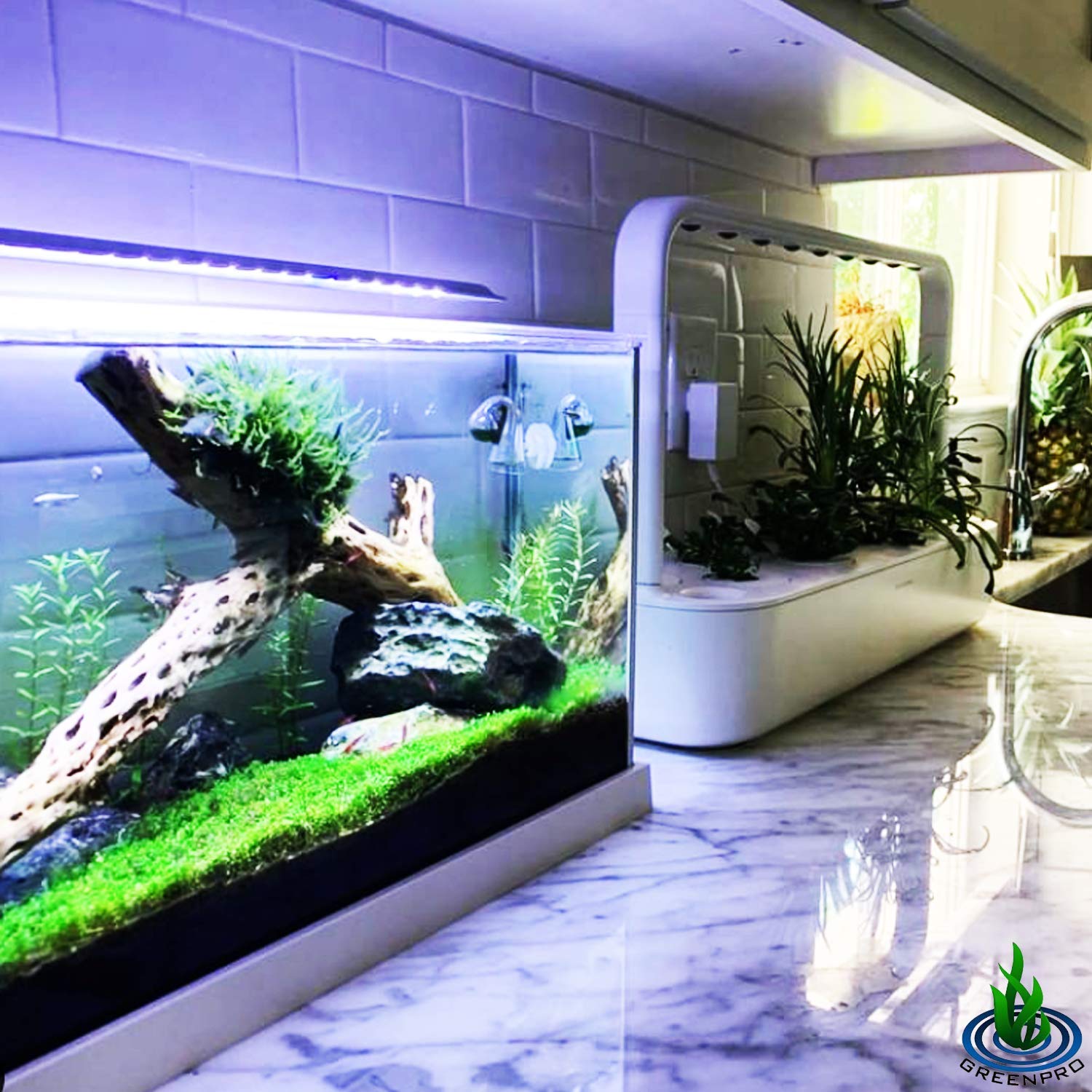 Dwarf Baby Tears Hemianthus Callitrichoides Java Moss Live Aquarium