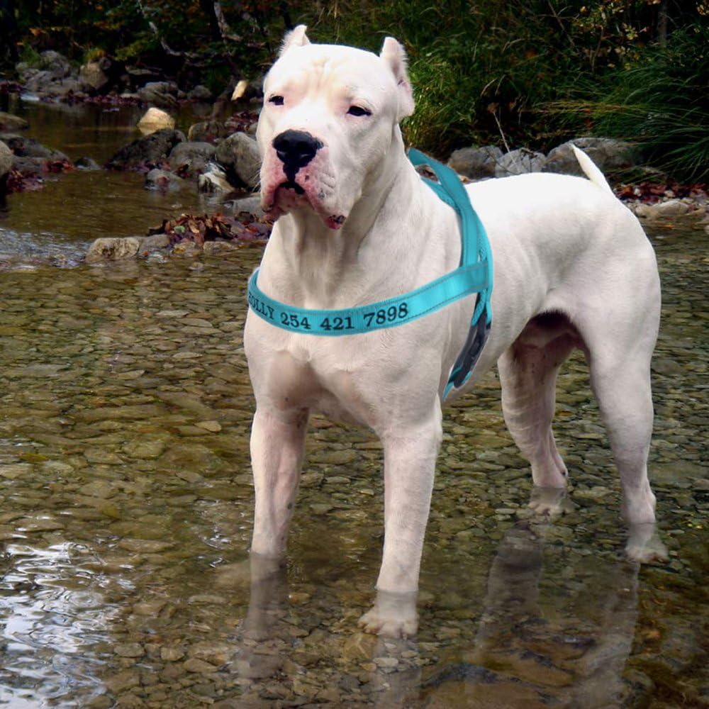 personalized dog harness embroidered