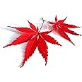 Red Lace Leaf Japanese Maple 30 Seeds - Acer Palmatum Atropurpureum Dissectum Seeds, Laceleaf Japanese Maple Tree Seeds, Japanese Tree Seeds for Planting