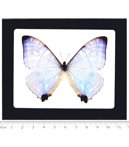 Amazon.com: BicBugs Morpho helena REAL FRAMED BUTTERFLY BLUE WHITE