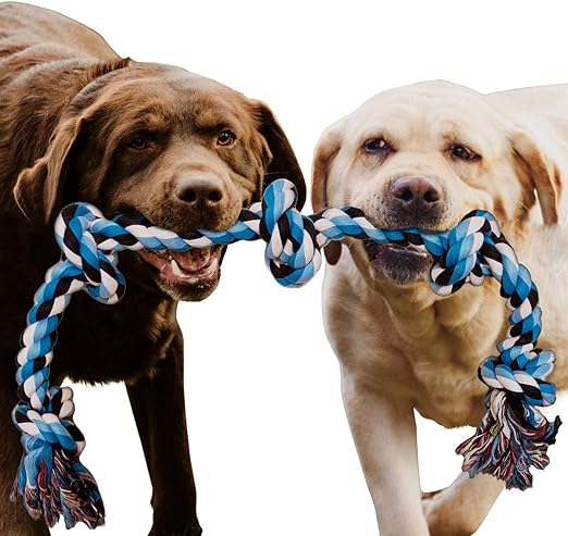 tug of war between dogs