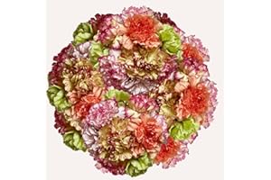 GlobalRose 200 Novelty Carnation Flowers - Responsibly Sourced Carnations Fresh Flowers - Hand-Picked Fresh Bouquet for Graduation, Anniversary, Birthday & Special Occasions (8 Bunches of 25 Stems)