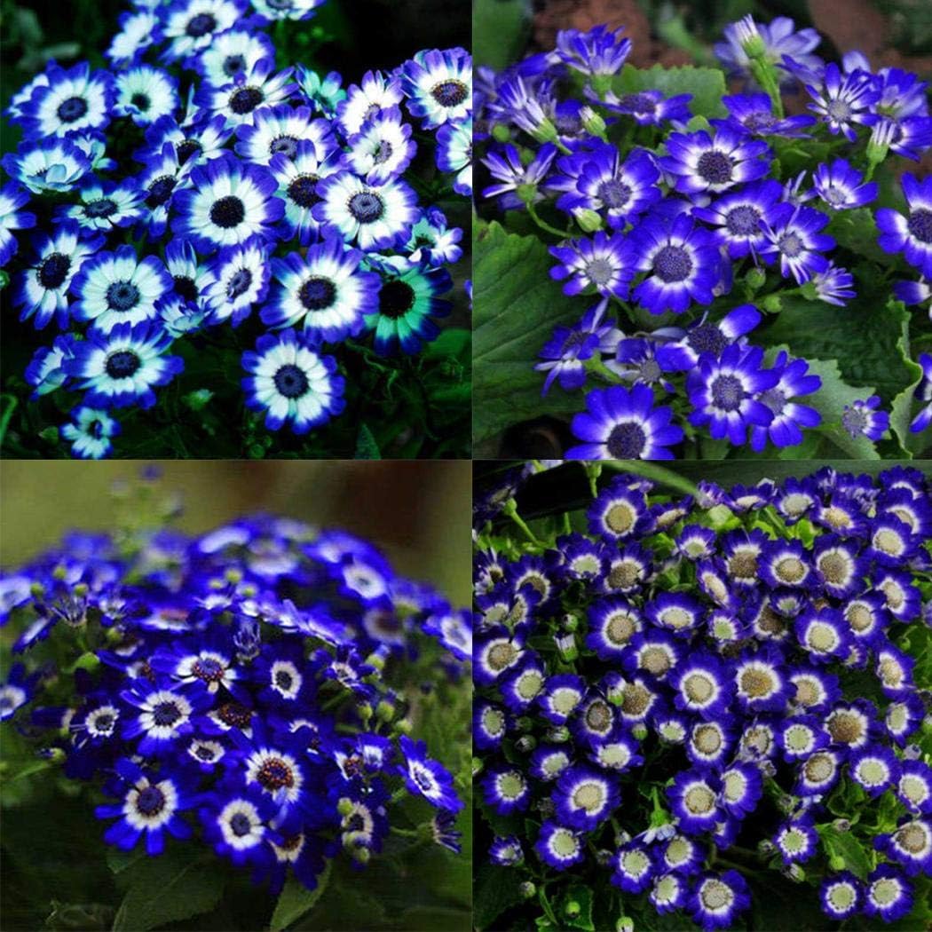 QiBest Rare Blue Daisy Seeds Bonsai Planting Home Flower Garden Decor Flowers
