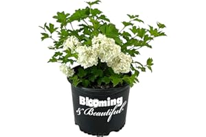 Blooming & Beautiful - Eastern Snowball Viburnum - 3 gal - Deciduous Shrub - Showy Pure White Bloom Clusters - Blooms Spring Summer - Zones 3-8 - Viburnum opulus 'Sterile' - 3 Gallon Pot