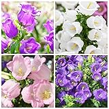 5000+Perennial Mixed Campanula Bellflower Flower