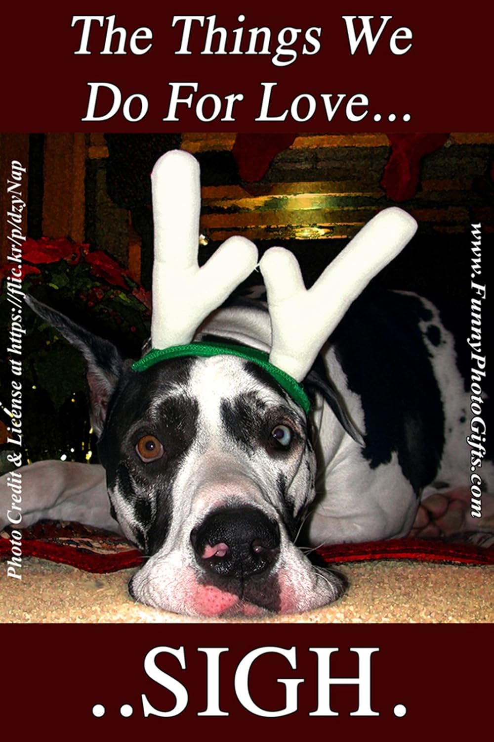 great danes doing funny things