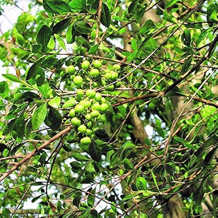 Amazon Com Henna Seeds Lawsonia Inermis 100 Semillas Raras De