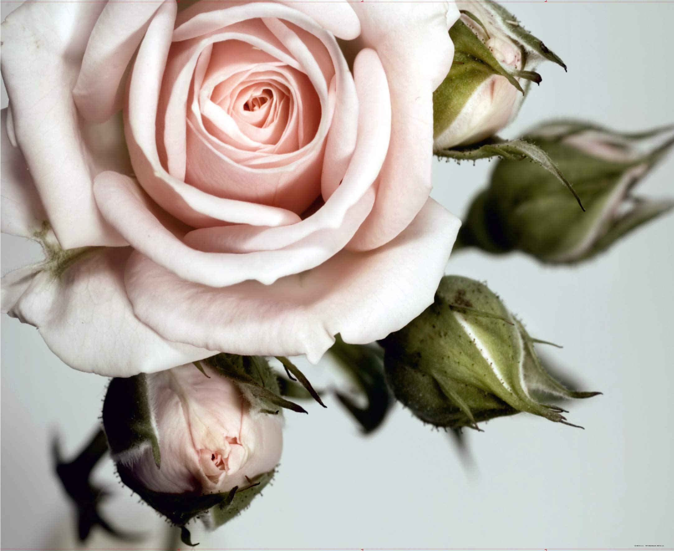 AG DESIGN The Rose Giant Wall Poster, Non Woven, Multi-Colour, 360 x 270 cm