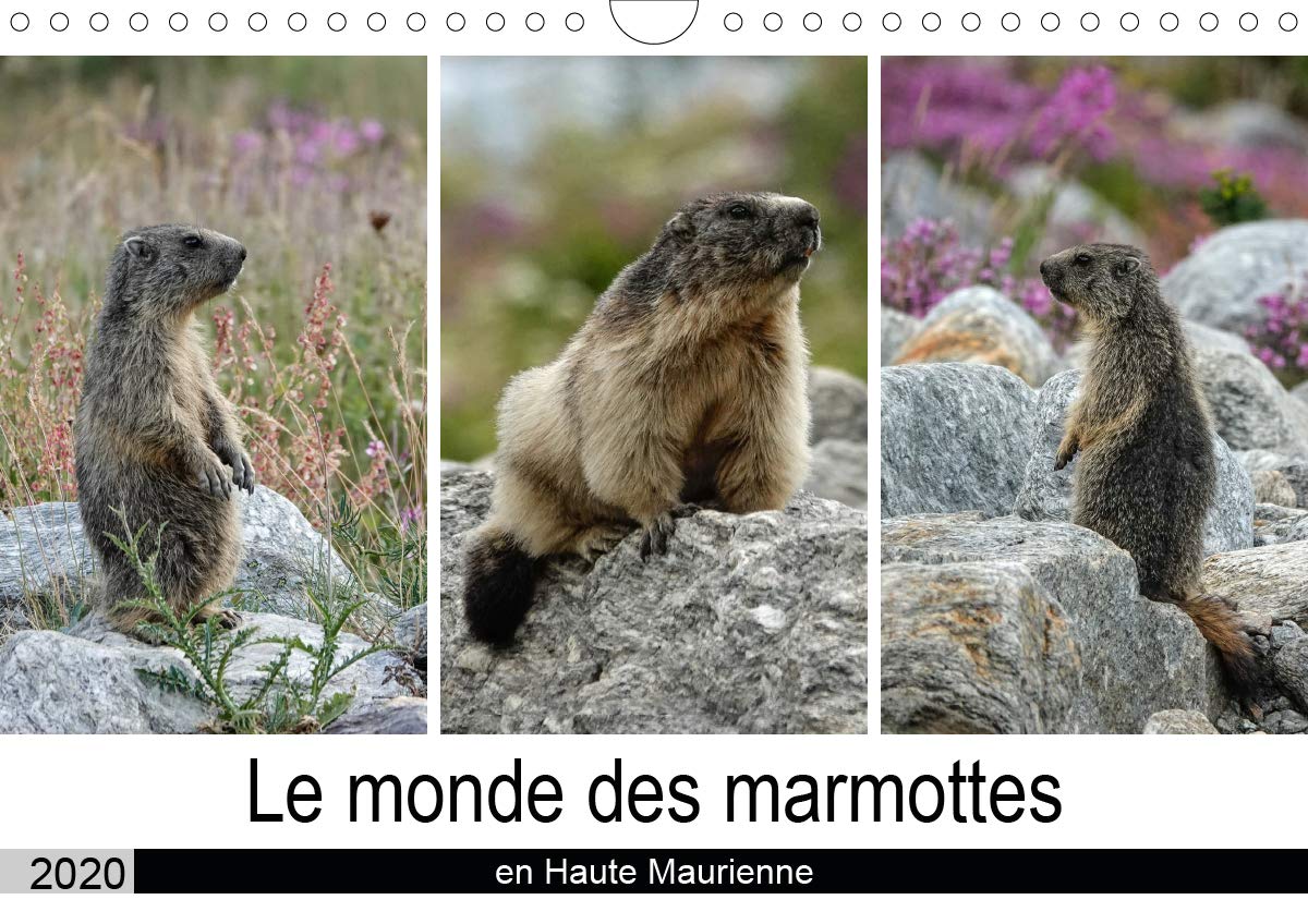 Le Monde Des Marmottes En Haute Maurienne Calendrier Mural Din Horizontal La Vie Trepidente De Marmottes Qui Doivent Faire Le Maximum De 14 Pages Calvendo Nature French Edition