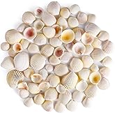 PPCLION 80 PCS 0.8-1.8 Inch Natural Scallop Shells Sea Shells for DIY Craft Home Décor