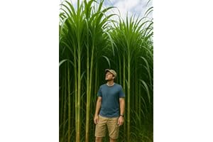 CZ GRAIN Skyscraper Grass for Privacy - Gets 10 Feet Tall Fast - Change The View - Approx 1,000 Seeds per Ounce (16 OZ - 16,000 Seeds)
