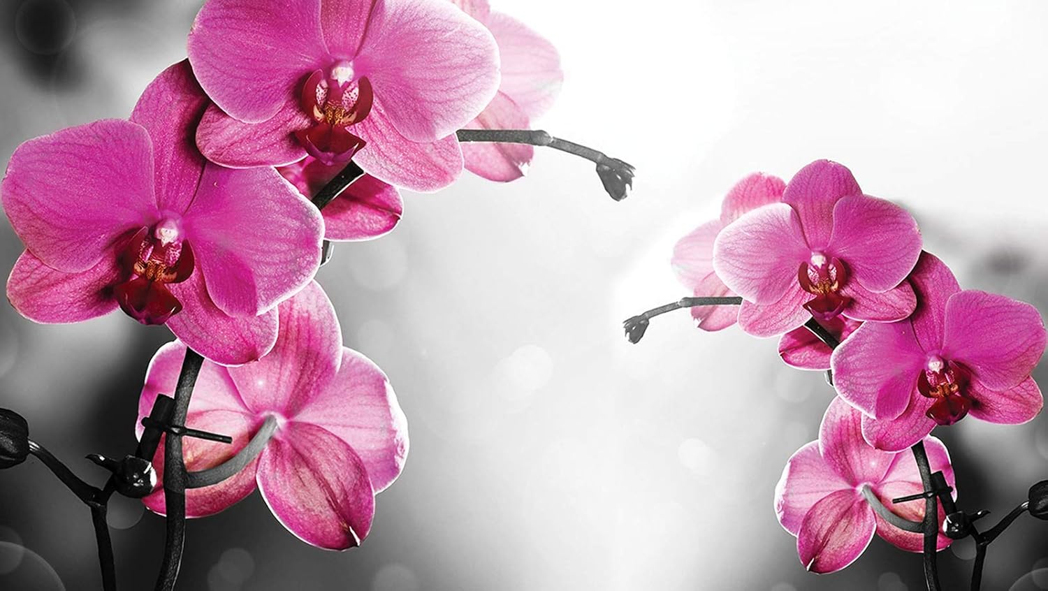 Soft Pink Orchid Flowers On Grey Background Wallpaper Mural Amazon Com