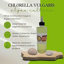 SCOTTY'S BUGS Algae Culture Chlorella