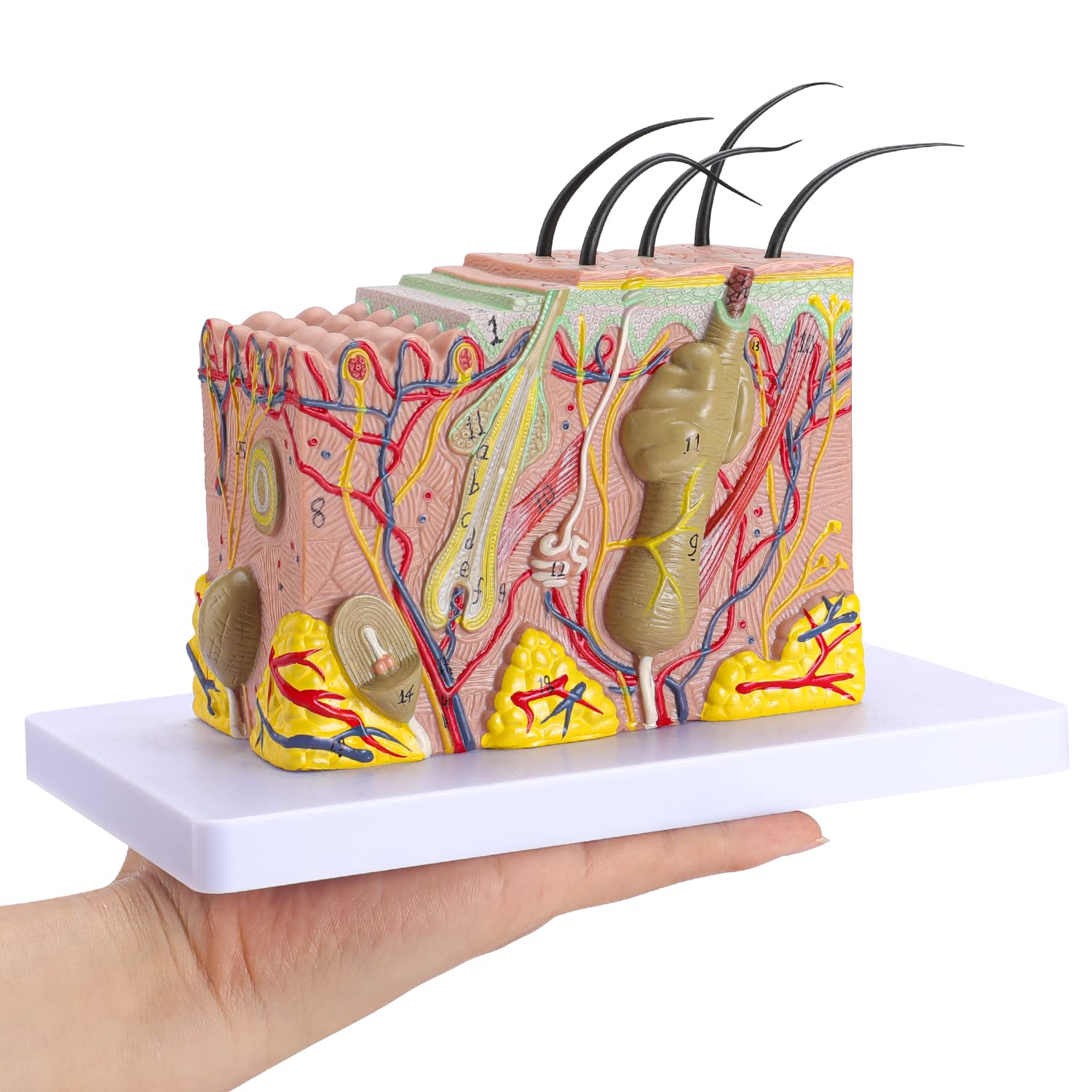 Mua faruijie Human Skin Model 35x - 35 Times Skin Structure Anatomical ...