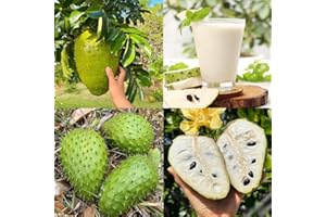 Soursop Fruit Seeds for Planting, Non-GMO Heirloom, 10+ Seeds, Garden Outdoor