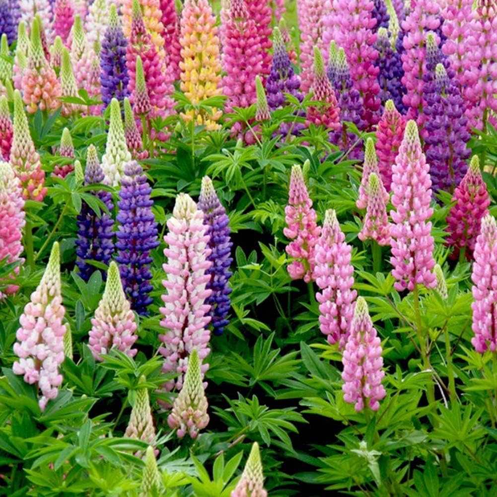 Verlike 100Pcs Mix-Color Russell Lupine Seeds Lupinus Polyphyllus Garden Flower, Seeds for Plainting, Easy to Grow Flower Plants Seeds Mixed Color Lupine Seeds