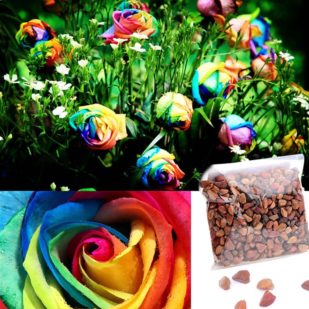 Onbio 500Pcs/Pack Colorful Rose Seeds Perennials Beautiful Flowering Rose Bonsai Plant Seeds Home Garden
