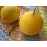 Dosakai Melon Cucumber Seeds (Cucumis melo) Indian Round Yellow Cucumber !(25 Seeds)