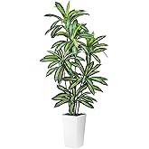 Artificial Dracaena Tree 5FT Tall Fake Plant with White Planter - Realistic Faux Dragon Tree with Tall Planter - Indoor Floor Plant for Home, Office,Mall, Living Room, Bedroom Decor