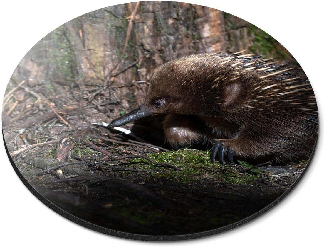 Destination Vinyl ltd Short Beaked Echidna Cradle Mountain Tasmania