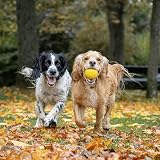 SPORTSPET Tennis Bounce Balls for Dogs Natural Rubber 64mm Pack of 3 view 3