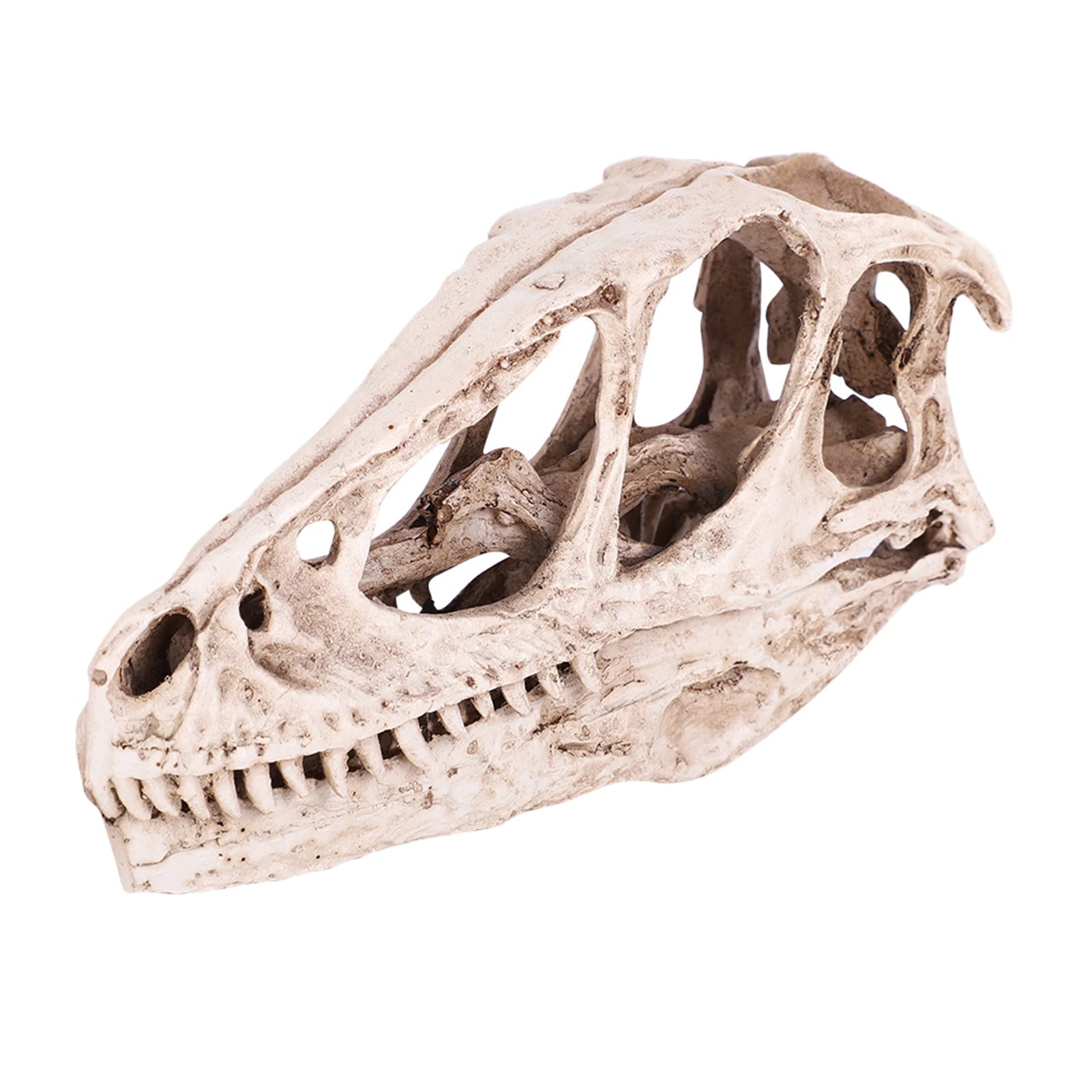 Tbest Realistic Resin Dinosaur Skull Model, Simulated Animal Skeleton Home Office Decor Craft Teaching Prop Dinosaur Skeleton Model, Skull, Dinosaur Skeleton Large,Animal Skeletons