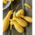 Burpee Saffron Summer Squash Seeds 100 seeds