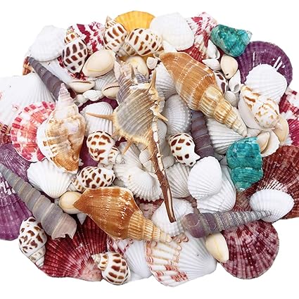 Vase Fillers Elwish Sea Shells 120pcs Mixed Beach Seashells Ocean