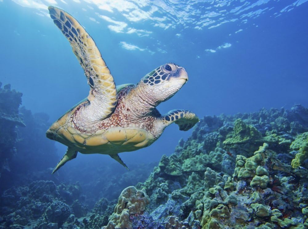 Amazon Com Posterazzi Dpi1975919 Hawaii Green Sea Turtle Chelonia Mydas An Endangered Species Poster Print 18 X 13 Posters Prints