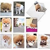 The Best Card Company - 10 Blank Dog Greeting Cards for All Occasions (4 x 5.12 Inch) - Boo The World's Cutest Dog AM6755OCB-B1x10-NB