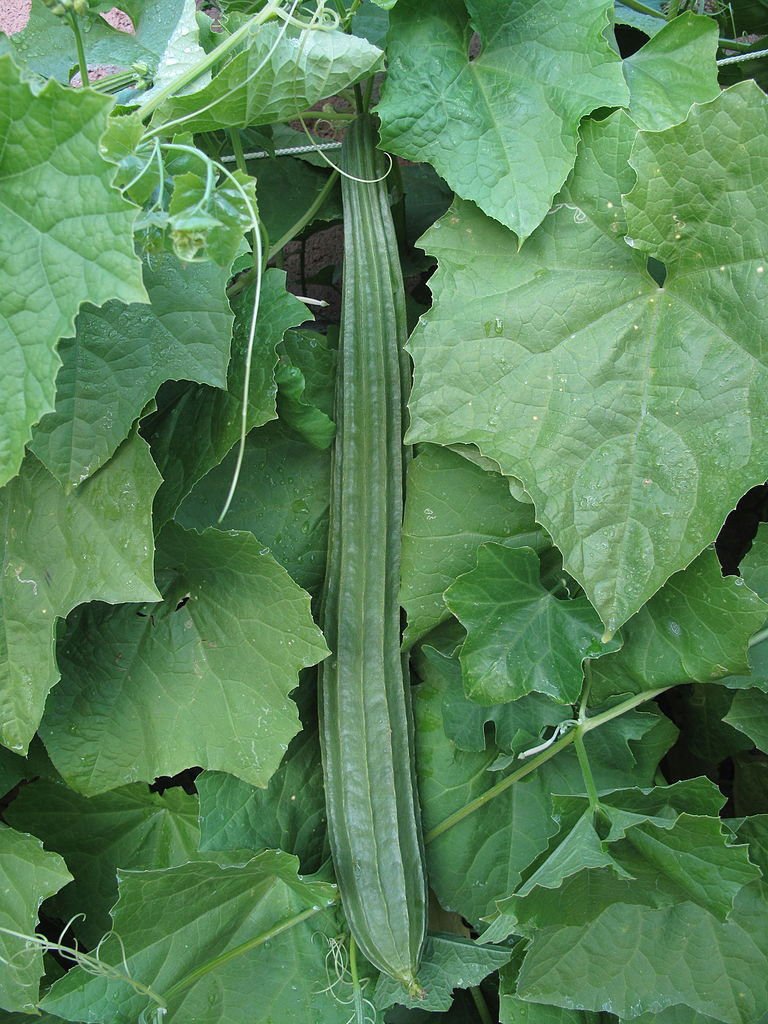 Luffa acutangula Angled Loofah Chinese Okra Ribbed