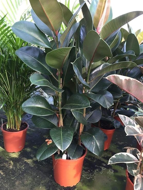 Large Rubber Plant in a 27cm Pot (Ficus elastica Robusta) Approx 85cm