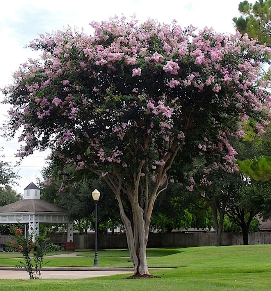is crepe myrtle poisonous to dogs