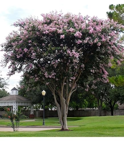 ボトムス Apolina Myrtle bloomer 12-18m Amazon.com : Large Caddo Crape Myrtle, 2-4ft Tall When