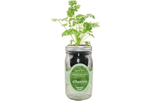 Environet Hydroponic Herb Growing Kit, Self-Watering Mason Jar Window Herb Garden Starter Kit Indoor, Grow Your Own Herbs from Organic Seeds (Cilantro)