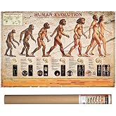 Human Evolution, Poster 36 x 24 inch by Eurographics